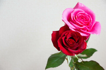 赤とピンクのばら