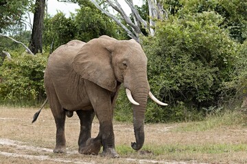 Fototapeta premium African Elephant (Loxodonta africana) in South Luangwa National Park. Zambia. Africa.