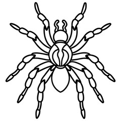 black and white spider