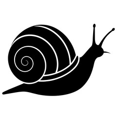 snail isolated on white background