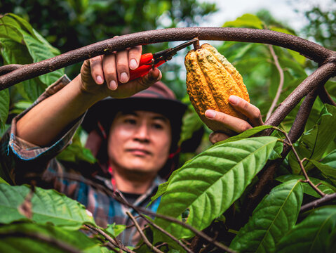Cocoa farmer use pruning shears to cut the cocoa pods or fruit ripe yellow cacao from the cacao tree. Harvest the agricultural cocoa business produces. - Powered by Adobe