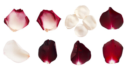 Set of rose petals in classic wedding colors, including white, blush, and deep red, highlighting their velvety texture