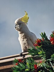Australian Cockatoo