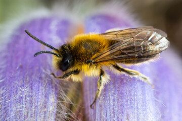 A bee collects pollen near a flower. A bee flies over a flower in a blur background