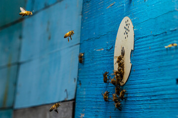 Group of bees near a beehive, in flight. Wooden beehive and bees. Bees fly out and fly into the...