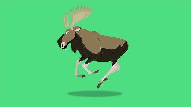 running moose
