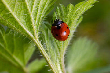 Closeup on the colorful seven-spot ladybird, Coccinella septempunctata on a green leaf in the garden