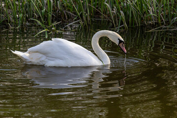 The mute swan Cygnus olor on the water of a small river. A beautiful white bird