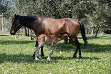 Fototapeta premium little foal brown horse I hid behind my mom the summer, playing hide and seek