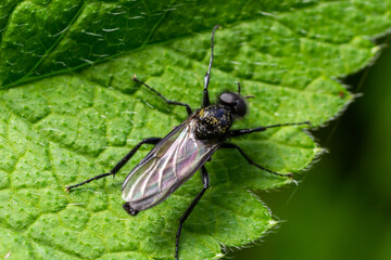 Bibio marci is a fly from the family Bibionidae called March flies and lovebugs. Larvae of this...