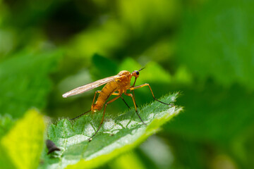 Yellow fly-scorpion on a blade of grass in a natural environment, forest, summer sunlight
