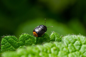 Naklejka premium Bordered shieldbug Legnotus limbosus on nettle. Small black and white true bug in the family Cydnidae, seen head on showing white edges of corium
