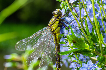 Dragonfly Gomphus vulgatissimus in front of green background macro shot with dew. on the wings....