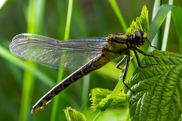 Larval dragonfly grey shell. Nymphal exuvia of Gomphus vulgatissimus. White filaments hanging out...