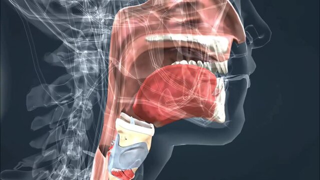 Nasal cavity, mouth cavity and pharyngeal cavity