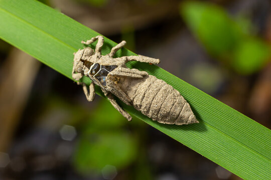 Larval dragonfly grey shell. Nymphal exuvia of Gomphus vulgatissimus. White filaments hanging out of exuvia are linings of tracheae. Exuviae, dried outer casing on blade of grass