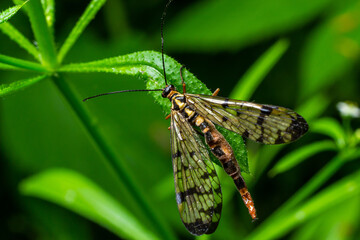 Closeup on a German scorpionfly , Panorpa germanica sitting on a green leaf