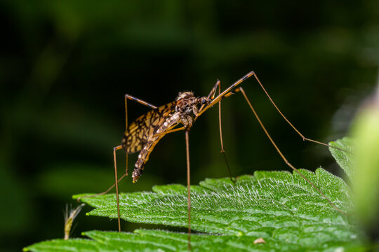A crane fly Tipula maxima resting on a nettle leaf in early summer