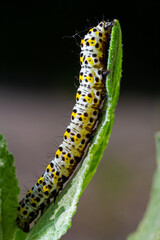 Mullein Cucullia verbasci Caterpillars feeding on garden flower leaves