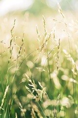 Blades of grass in a meadow softly swaying in the breeze, realistic focus on the textures and play of light