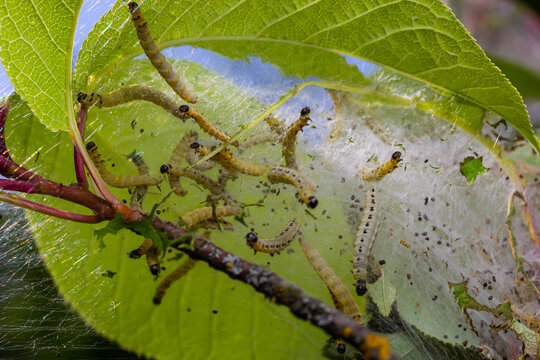 Putapete Insect รูปภาพPupate – เลือกดูภาพถ่ายสต็อก เวกเตอร์ และวิดีโอ1,699 | Adobe Stock
