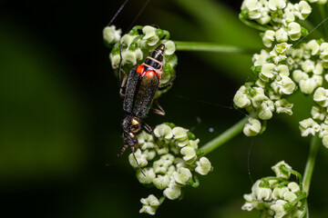 A macro shot of a malachite beetle Malachius bipustulatus seen on a grass flower head in May