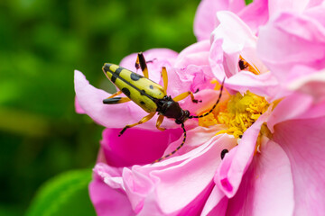 Closeup on a Spotted longhorn beetle, Leptura maculata on the pink flower, Daucus carota