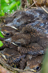 Baby birds in the nest birds and mistle thrushes. Thrushes
