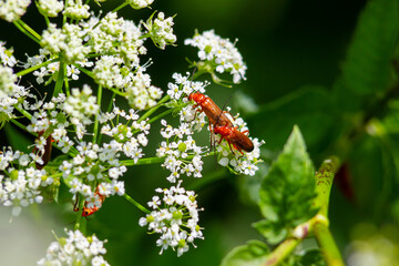 Common red soldier beetle Rhagonycha fulva