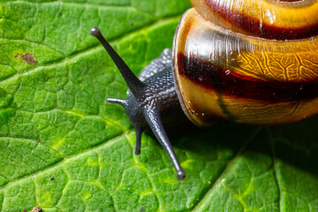 Oxychilus alliarius , commonly known as the garlic snail or garlic glass-snail