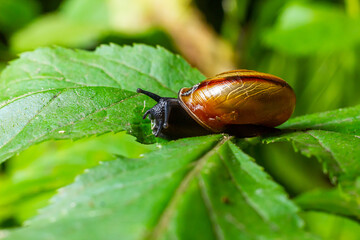 Oxychilus alliarius , commonly known as the garlic snail or garlic glass-snail