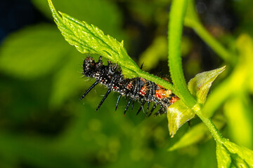 caterpillars of a European peacock butterfly on green leaves they feed on