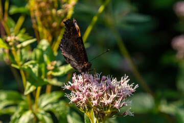Butterfly aglais io with large spots on the wings sits on a cornflower meadow