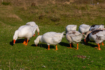 A domestic goose is a goose that humans have domesticated and kept for their meat, eggs, or down feathers. Domestic geese have been derived through selective breeding from the wild greylag goose