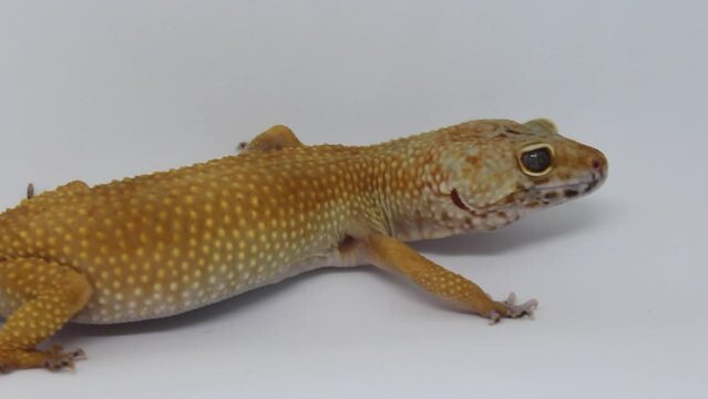 Cute and adorable leopard gecko with morph schtct Tremper on isolated white background.