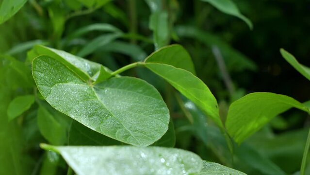 Video of morning dew on the leaves and birds chirping and river murmur.  葉に朝露残る叢の動画と鳥のさえずりと川のせせらぎ