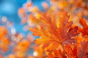 Oak Tree in Autumn: Vibrant orange leaves against a clear blue sky.