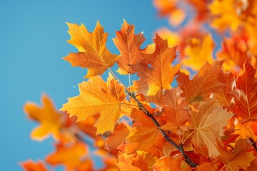 Oak Tree in Autumn: Vibrant orange leaves against a clear blue sky.