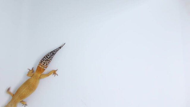 Cute and adorable leopard gecko with morph schtct Tremper on isolated white background.