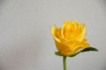 黄色のばら