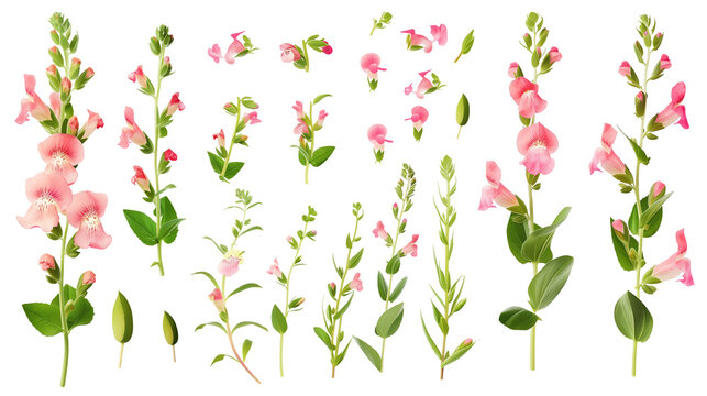 Set of snapdragon elements including snapdragon flowers, buds, petals, and leaves
