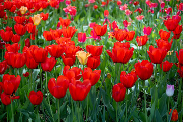 Natural natural background with bright red tulips.