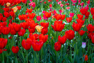 Bright red tulips,spring blooming concept, decoration of gardens and parks.