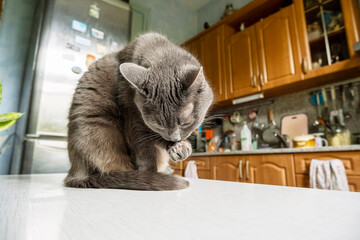 A gray cat sits on the table and licks her paw.
