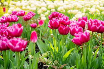 lots of tulips in the park, park decorations, spring blooms.