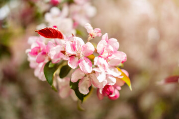 Obraz premium Pink and white flowers on a blooming branch, spring tree blossoms, allergies.