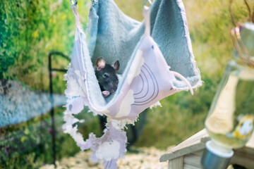 funny pet rat sleeping in a hammock in a cage
