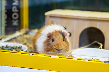 A guinea pig behind glass in its cage, pet rodents