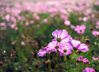 Close-up of beautiful cosmos flowers at cosmos field in moring sunlight. amazing of close-up of cosmos flower. nature flower  background.