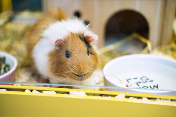 A guinea pig behind glass in its cage, pet rodents